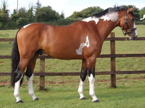 Airborn Minimal Tobiano Horse, Tobiano Warmblood, Tobiano Horse, Warmblood Stallion, Dutch Warmblood, Horse Markings, Warmblood Horses, American Paint Horse, Pinto Horse