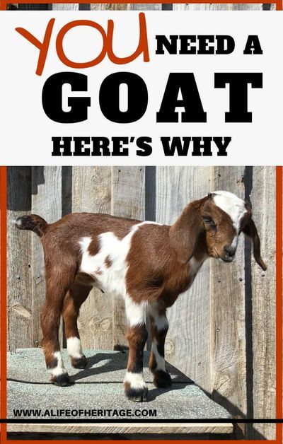 You need a goat. Here's why! If these reasons won't convince you...I don't know what will...Goats are a great addition to your homestead & you can have a lot of fun raising goats on the farm. They can be profitable. Here is everything you need to know when considering goats. #Homesteading #GoatsForBeginners #RaisingGoats Nubian Goats, Goat Breeds, Goat Shelter, Nubian Goat, Happy Goat, Goat Care, Goat Barn, Goat Kidding, Raising Goats