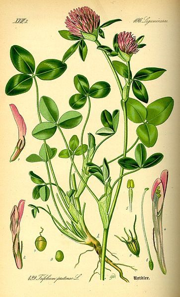 Clover Painting, Red Clover, Botanical Illustration Vintage, Clover Flower, Botanical Drawings, Vintage Botanical, Botanical Illustration, Botanical Art, Botany