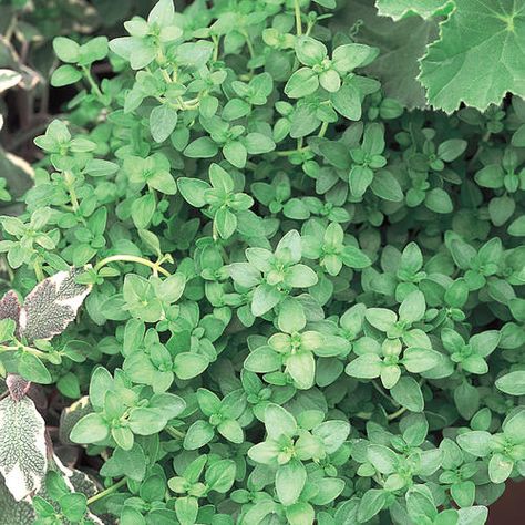 Aromatic - Common Thyme - Thymus vulgaris | Proven Winners English Thyme, Thyme Herb, Thyme Plant, Thymus Vulgaris, Creeping Thyme, Herb Garden Design, White Plants, Proven Winners, Organic Soil