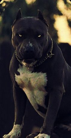 Pitbull Dog Wallpaper, Pitbulls Wallpaper, Rottweiler And Pitbull, Pitbull Dog Pictures, Pitbull Wallpaper, Pitbull Images, Boy Dog Clothes, White Pitbull, Smartest Dog Breeds