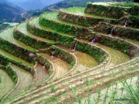 Terrace Farming, Rice Fields, Animals Name With Picture, Tegalalang Rice Terrace, Rice Paddy Fields, Terraced Rice Fields, China Rice Fields, Green Farm, Artist Portfolio