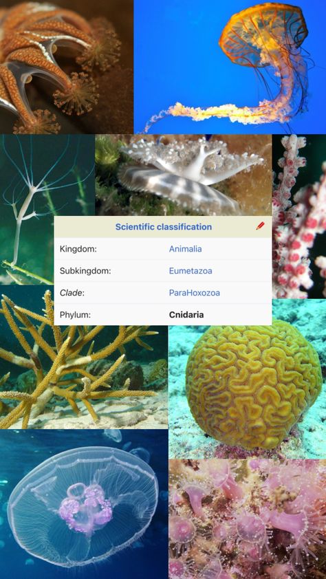 Cnidarian Collage #biology #marinebiology #jellyfish #coral #cnidaria #hydra #seaanemone #ocean #seaanimals Marine Bio Wallpaper, Marine Biology Wallpaper Iphone, Marine Biology Collage, Oceanography Marine Biology Aesthetic, Marine Biology Coral Reefs, Cnidaria, Sea Anemone, Marine Biology, Aesthetic Images