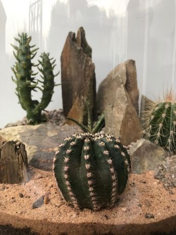 Cactus In Terrarium, Cacti Terrarium Ideas, Cactus Dish Garden, Cactus Terrarium Ideas, Desert Terrarium Ideas, Fancy Aquarium, Cacti Terrarium, Terrarium Party, Cactus Arrangements