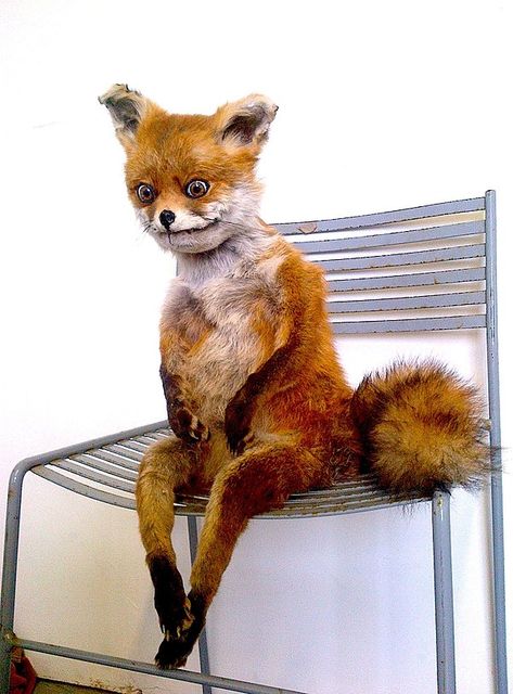 Funny Taxidermy, Fox Memes, Bad Taxidermy, Silly Animal Pictures, Cursed Image, Image Meme, Cursed Memes, Stone Fox, Pet Fox