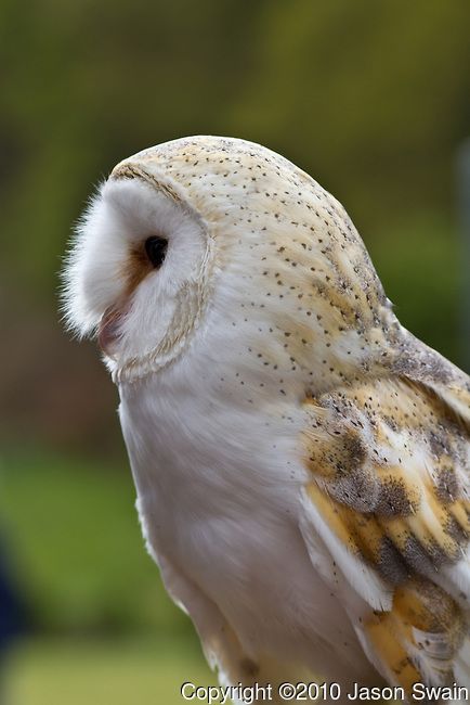 Owl Faces Drawing, Owl Beak Drawing, Bird Side Profile, Owl Side Profile, Animal Side Profile, Owl Side View, Anime Drawing Sketches Manga, Owl Profile, Nature Oc