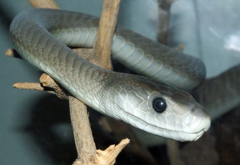 Famous as one of the deadliest snakes in the world, the Black Mamba is one of the four snake species in the Dendroaspis genus.



The black mamba is well-known as one of the World's most dangerous snake species. However, people usually vilify this nervous snake species.



In most cases, the black mamba snake avoids confrontation from humans and other predators unless it is trapped or cornered.



As you read further, you'll learn more about the Black Mamba.



Classification




Scientific ... Black Mamba Snake, Venomous Animals, Mamba Snake, Aggressive Animals, Poisonous Snakes, Dangerous Animals, Snake Venom, King Cobra, Crocodiles