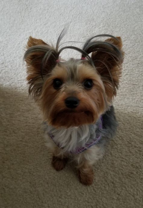 Lizzie hates pigtails more than she hates ponytails! Two Ponytails, Short Hair Styles Easy, Yorkie, Easy Hairstyles, Short Hair, Short Hair Styles, Hair Styles, Dogs, Hair