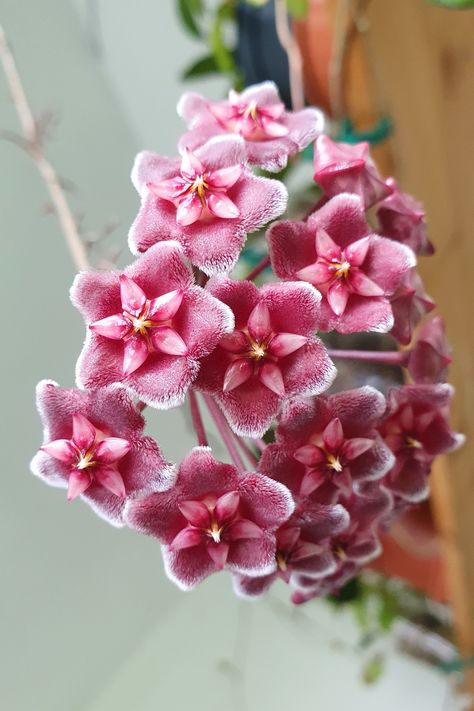 Hoya Flowers, Hoya Plant, Hoya Bella Flower, Hoya Collection, Hoya Multiflora, Hoya Thomsonii Pink, Hoya Pubicalyx Plants, Hoya Endauensis, Hoya Pubicalyx Silver Pink