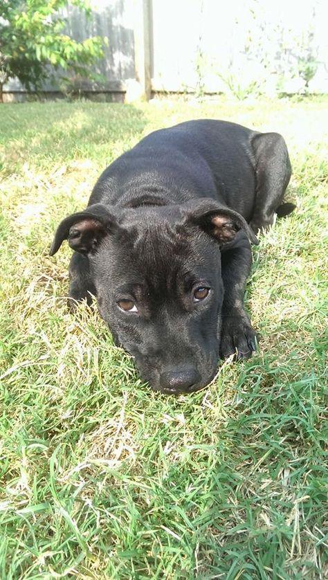 My puppy Tia ♡ She is a Black English Staffy, about 15 weeks old. So cute and cuddly! #puppy #animal #cute Black Staffy Dogs, Black Staffy Puppy, Black Staffy, English Staffy, English Staffordshire Bull Terrier, Staffy Pups, Pitbull Mix Puppies, Small Black Dog, Cute Pitbulls