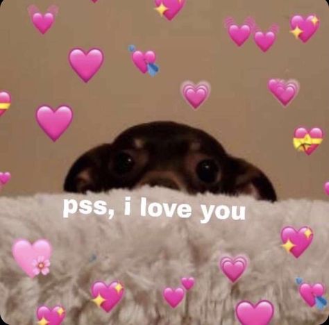 Wholesome Pictures, What Do You Meme, Cute Animal Memes, Cute Love Memes, Cute Messages, Reaction Pics, Sweet Messages, Cute Memes, Wholesome Memes