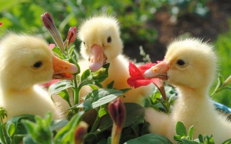 ... Duck Wallpaper, Cute Ducklings, Baby Ducks, Bird Wallpaper, Baby Bird, Jolie Photo, Cute Backgrounds, Sweet Animals, The Grass