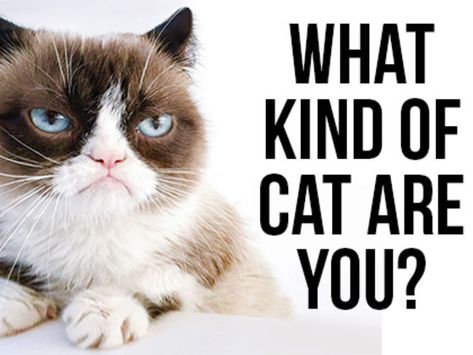 What Kind Of Cat Are You? | PlayBuzz Girl Quizzes, What Cat, Kinds Of Cats, Fun Quiz, Something About You, Personality Quizzes, Grumpy Cat, Cat Face, Your Brain