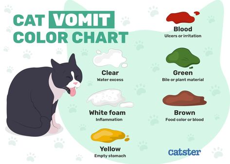 Why is My Cat Throwing Up Yellow Liquid? 5 Vet Approved Reasons - Catster Cat Owner Hacks, Cat Vomit, Cat Throwing Up, Pet Odor Eliminator, Cat Obsession, Cat Health Care, Cat Info, Image Cat, Owning A Cat