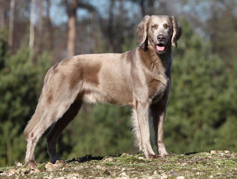 Long Haired Weimaraner, Dog Types, Funny Animal Art, Cool Dog Houses, Weimaraner Dogs, Dog List, Animals Funny, Pretty Dogs, Research Lab