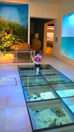 Museum Floor Aquarium Floor, Japanese Guide, Museum Natural History, Okinawa Island, Museum Flooring, Japan Bucket List, Nature Museum, Backpack Hiking, Ocean Floor