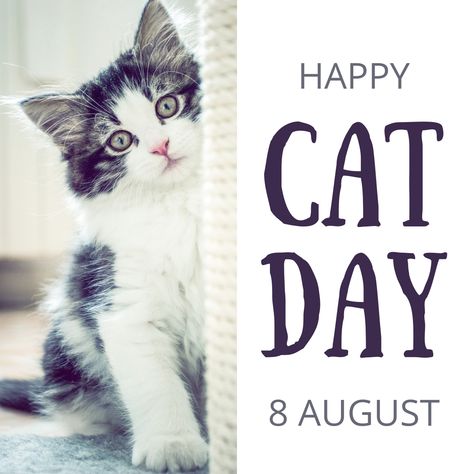 Happy International Cat Day, chill with your cats today! Happy International Cat Day, International Cat Day, Bracelets Set, Cat Photography, British Shorthair, Happy Cat, Holiday Greetings, Cat Design, Cat Day