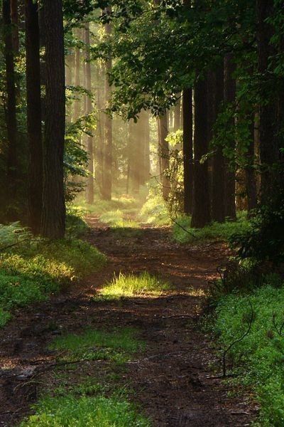 Forest Paths, Into The Forest, Forest Path, Old Trees, Beautiful Forest, Walk In The Woods, Tree Forest, Alam Yang Indah, Into The Woods