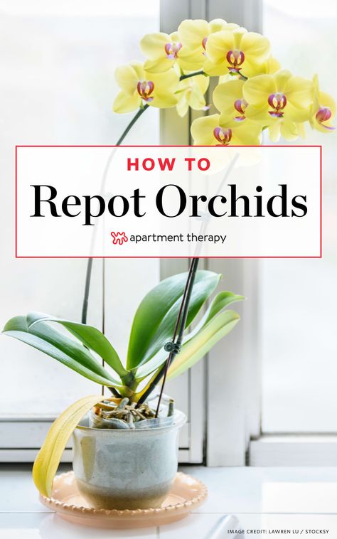 How To Repot an Orchid | Apartment Therapy Orchid Potting Mix, Repotting Orchids, Orchids In Water, Indoor Orchids, Orchid Plant Care, Orchid Roots, Indoor Vegetable Gardening, Growing Orchids, Orchids Garden