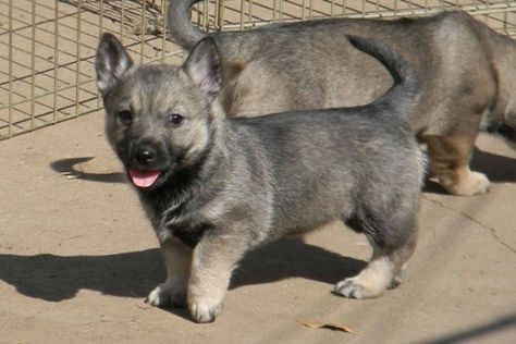 Swedish Vallhund Wolf Corgi, Maltese Breed, Swedish Vallhund, Unique Dog Breeds, Rare Dogs, Rare Dog Breeds, Catahoula Leopard Dog, Bear Dog, Puppy Photos