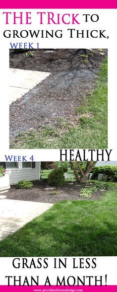 Not all grass growing methods are created equal. I learned that the hard way. Come find how to successfully grow grass the first time! www.providenthomedesign.com. Grow Grass Fast, How To Grow Grass, Ideas Para Decorar Jardines, Grass Growing, Growing Grass, Garden Yard Ideas, The Hard Way, Lawn And Garden, Shade Garden