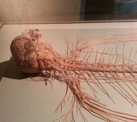 Gunther Von Hagens, Brain Nerves, Human Nervous System, Sistem Saraf, Spinal Column, Medical Videos, Human Organ, Biology Facts, Brain Anatomy