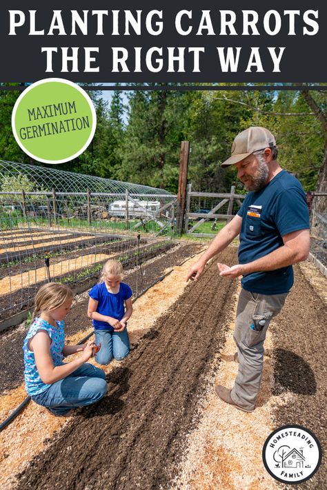 Planting Carrots, Plant Carrots, Grow Carrots, How To Plant Carrots, Growing Carrots, How To Make Compost, Vegetable Garden Diy, Gardening Techniques, Carrot Seeds