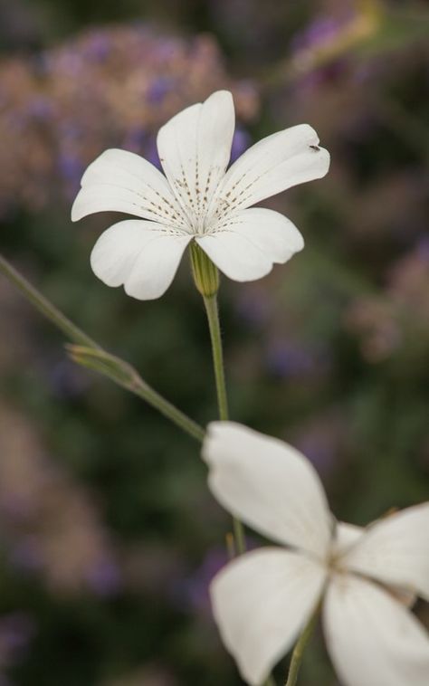 White corncockle Agrostemma Githago, Corn Cockle, British Wild Flowers, Flower Types, British Flowers, Brick Stone, Wedding Flowers Summer, May Weddings, Cinder Block