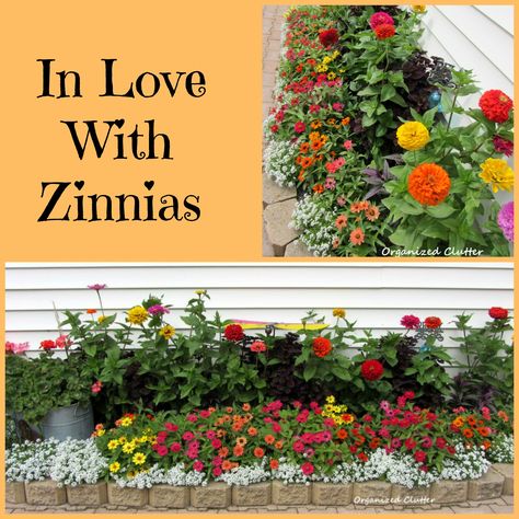 A yard of 2000 zinnias. Zinnias In Flower Bed, Zinnia Landscaping, Zinnia Bed Ideas, What To Plant With Zinnias, Zinnia Flower Bed, Zinnias Garden Ideas, Poison Flowers, Spilled Flower Pot Ideas, Rozanne Geranium