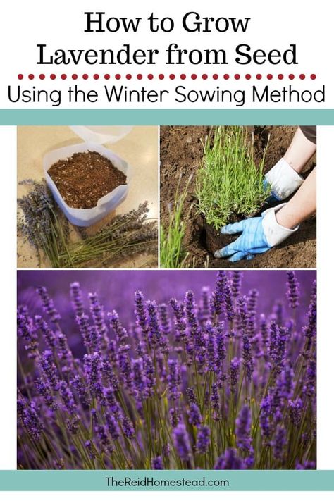 How to Grow Lavender from Seed using the Winter Sowing Method - The Reid Homestead Grow Lavender From Seed, Lavender From Seed, Grow Lavender, Save Seeds, Winter Sowing, Lavender Seeds, Growing Lavender, Indoor Herb, Organic Vegetable Garden