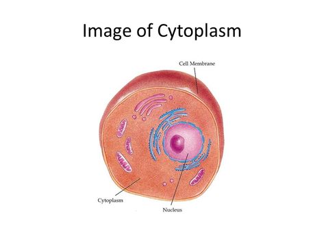 What is Cytoplasm and How Does it Work - ppt video online download Cytoplasm Drawing, Nuclear Membrane, Teaching Figurative Language, Cell Organelles, Eukaryotic Cell, Dna Replication, Organic Molecules, Cellular Respiration, Story Drawing