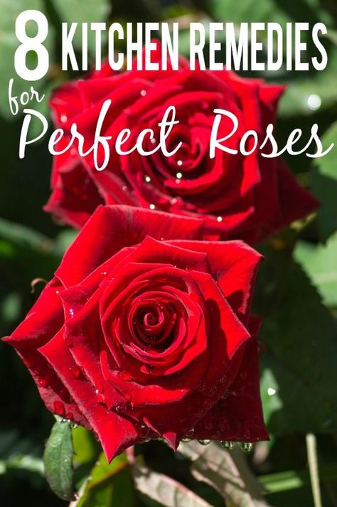 Roses Garden Care, Rose Garden Landscape, Rose Plant Care, Gardening For Dummies, Rose Garden Design, Rose Care, Organic Vegetable Garden, Flower Gardening, Growing Roses