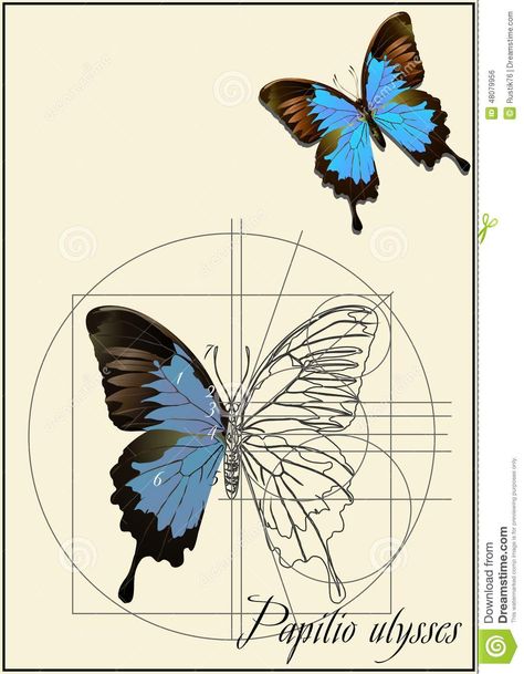 A Schematic Drawing Of A Butterfly. - Download From Over 40 Million High Quality Stock Photos, Images, Vectors. Sign up for FREE today. Image: 48079956 Outline Of A Butterfly, Drawing Of A Butterfly, Illustration Of Animals, Zine Ideas, Schematic Drawing, Butterfly Outline, Flight Patterns, Geometry In Nature, Butterfly Stencil