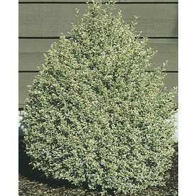 3.63-Gallon Variegated Boxwood Foundation/Hedge Shrub (L10824) Nursery Trees Along Fence, Variegated Boxwood, Lowes Plants, Purple Shrubs, Boxwood Plant, Deer Resistant Plants, Landscaping Inspiration, Winter Plants, Backyard Play