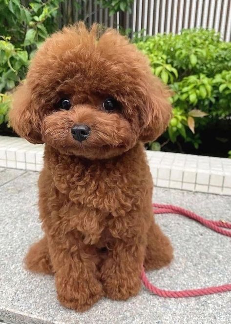 Toy Poodle Puppy Cut, Poodle Puppy Cut, Toy Poodle Haircut, Teddy Bear Poodle, Anjing Poodle, Cute Fluffy Puppies, Toy Poodle Puppy, Teddy Bear Puppies, Very Cute Puppies