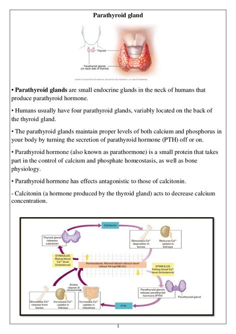 Parathyroid Gland, Hypothalamus Gland, Parathyroid Hormone, Parathyroid Disease, Tissue Biology, Extracellular Fluid, Medical Study, Biology Facts, Biology Lessons