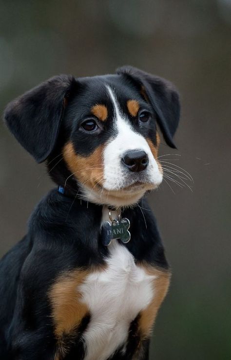 Great Swiss Mountain Dog, Dog Training Ideas, Favorite Friend, Dog Biscuit, Dog Commands, Greater Swiss Mountain Dog, Training Ideas, Easiest Dogs To Train, Swiss Mountain Dogs