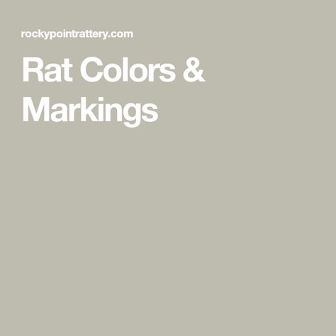 Rat Colors & Markings Hooded Rat, Irish English, Dark Slate Blue, Dark Steel, Fawn Colour, Types Of Coats, White Tip, White Tail, Pink Eyes