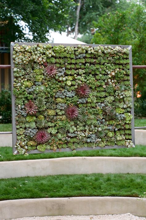 living wall for wedding ceremony backdrop  photo:  Denise Prince Terrarium Wedding Centerpiece, Cocktail Table Centerpieces, Succulent Corsage, Wall For Wedding, Elevated Wedding, Succulent Wall Hanging, Succulent Wedding Centerpieces, Plant Centerpieces, Terrarium Wedding