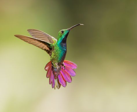 Green Breasted Mango Hummingbird Hummingbird Flying, Red Hummingbird, Hummingbird Pictures, Columbine Flower, Hummingbird Flowers, Hummingbird Tattoo, How To Attract Birds, Humming Bird, How To Attract Hummingbirds