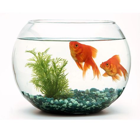 This is What Happens When You Flush a Goldfish Down the Toilet (Hint: Don’t Do It) Goldfish Bowl, Trash Day, Sewer System, Gas Pipe, Types Of Plastics, Pet Fish, Septic Tank, Vase Fillers, Fish Bowl