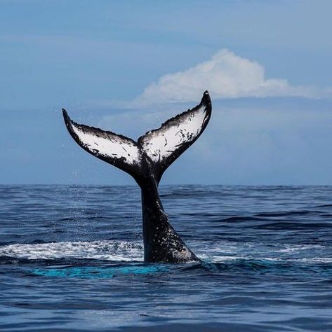 #Whales #Flukes Humpback Whale Tail, Whale Sketch, Whales Tail, Dolphin Tail, Gray Whale, Watercolor Whale, White Whale, Whale Art, Sea Design