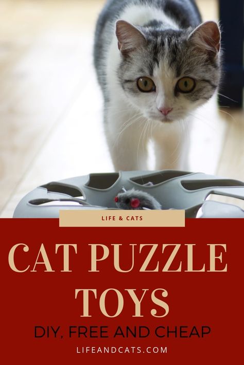 Raising Kittens, Diy Cat Toys, Free Puzzles, Mental And Physical Health, Cat Puzzle, Cat Hacks, Kitten Care, Outdoor Cats, Cat Training