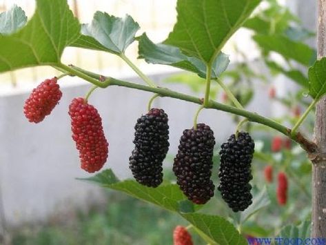 Mulberry Plant, Mulberry Fruit, Mulberry Leaf, Mulberry Tree, Fast Growing Trees, Fruit Seeds, Tree Care, Growing Fruit, Fruit Plants