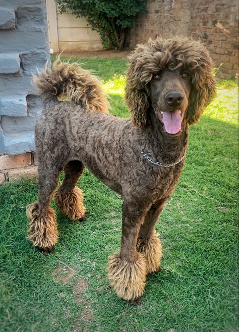 Boy Poodle Haircut Styles, Male Poodle Haircut Styles, Brown Poodle Puppy, Masculine Poodle Haircut, Miniature Poodle Haircuts, Labradoodle Haircuts, Poodle With Mohawk, Standard Poodle Cuts, Poodle Hairstyles