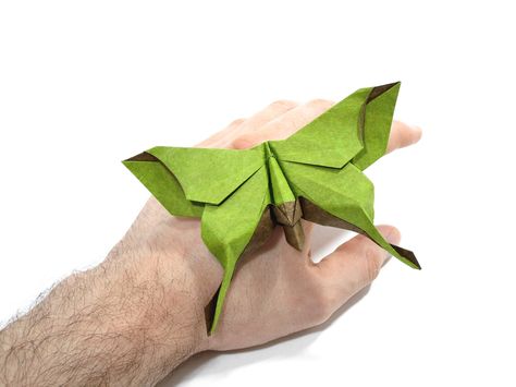 A beautiful Luna Moth Butterfly designed by Michael LaFosse and folded by Mariano Zavala B. #origami #butterfly Origami Moth, Origami Butterfly Instructions, Origami Flowers Diy, Science Flashcards, Paper Insects, Origami Butterfly Tutorial, Origami Insects, Origami Butterfly Easy, Origami Santa