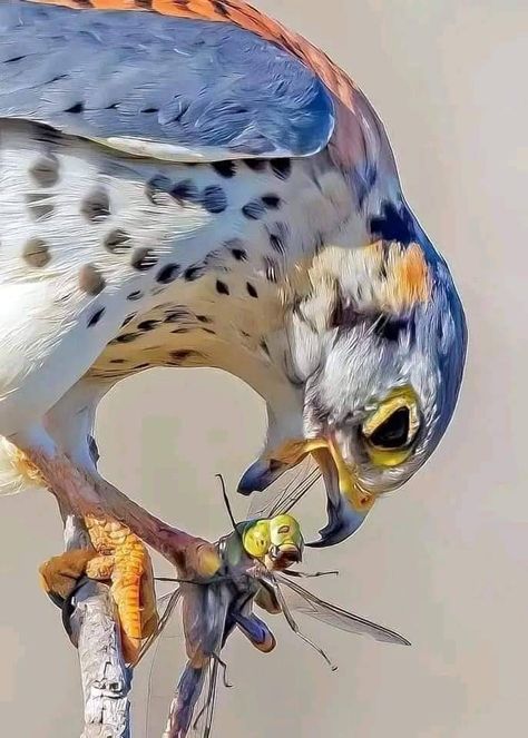 Dessin Game Of Thrones, Animal Study, Kunst Inspiration, Pretty Animals, Arte Fantasy, Birds Of Prey, Animal Photo, Creature Design, 귀여운 동물