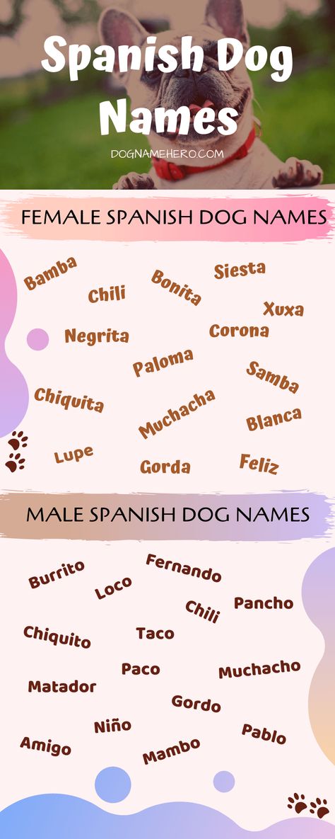 Spanish Dog Names - Dog Name Hero Spanish Dog Names Boy, Spanish Dog Names, Girl Dog Names Unique, Puppies Names Female, Mexican Names, Pet Names For Boyfriend, Funny Dog Names, Sims Names, Names Dog