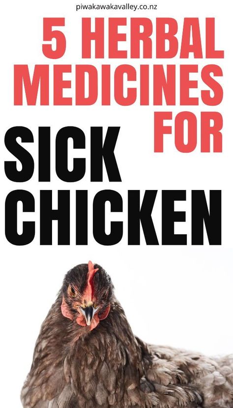 Chickens are typically very hardy, and seldom get sick. There are, however, herbal medicine and natural remedies to help with some common chicken illnesses and parasites. Common Chicken Illness, Sick Chicken, Chicken Illness, Cold Medicine, Home Remedy For Cough, Skin Natural Remedies, Cold Sores Remedies, Natural Sleep Remedies, Natural Cold Remedies