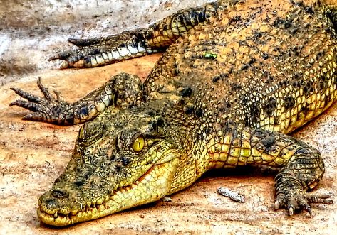 Philippine crocodile at Palawan, Philippines | The Philippin… | Flickr Philippine Crocodile, Freshwater Crocodile, Mindoro, Saltwater Crocodile, Palawan Philippines, Rare Animals, Crocodiles, Palawan, Animals Of The World